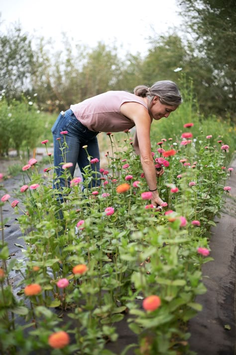 Our first year growing a cut flower garden at the Farmhouse - www.thegritandpolish.com Breadseed Poppy, Flower Garden Layouts, Cut Garden, Growing Cut Flowers, Backyard Flowers Garden, Cut Flower Farm, Flower Farming, Backyard Flowers, Flower Garden Design