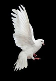 Paloma Tattoo, Dove Flying, Dove Images, White Pigeon, Dove Pigeon, Dove Pictures, Dove Of Peace, Angel Artwork, Dove Bird