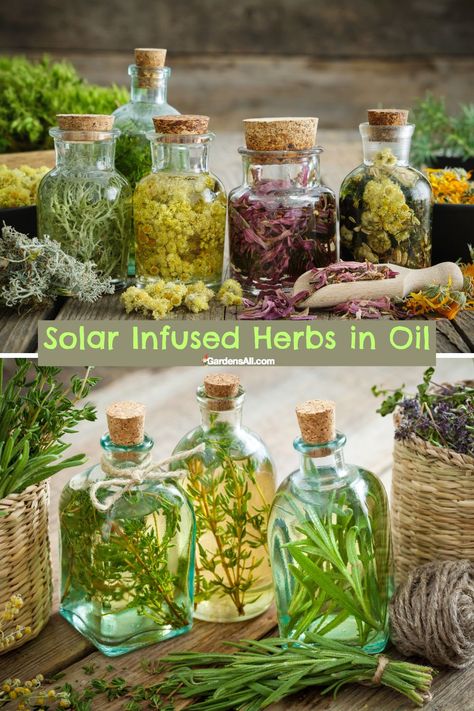 Solar Infused Herbs in Oil Infused Cooking Oils, How To Make Infused Oils, Herbalistic Medicine, Rosemary Tincture Recipe, Homemade Rosemary Oil, Rosemary Infused Oil, Herbs In Oil, Herbal Oil Recipes, Herb Packaging