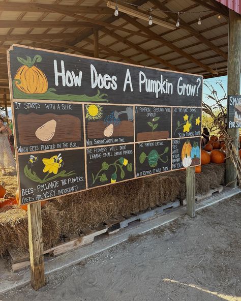 Tis the season 🎃🍁🤎 Halloween On The Farm, Pumpkin Farm Ideas, Pumpkin Patch Attractions, U Pick Farm, Farm Events Ideas, Small Pumpkin Patch, Diy Pumpkin Patch, Hay Bale Fall Decor, Pumpkin Patch Activities