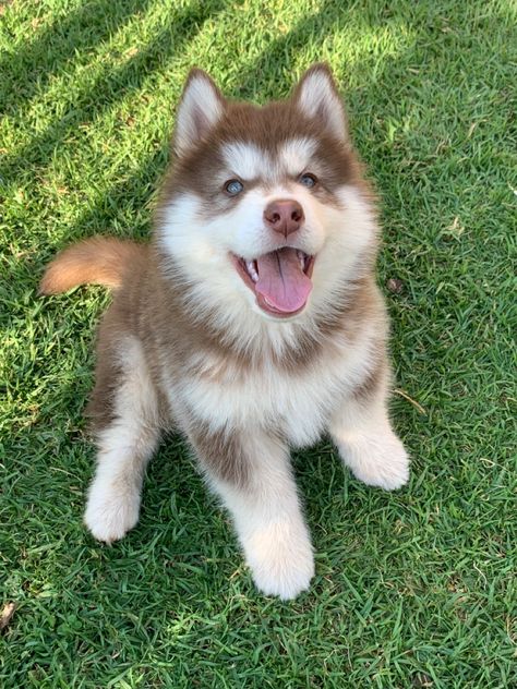 Husky, Puppies, Dogs, Green, White