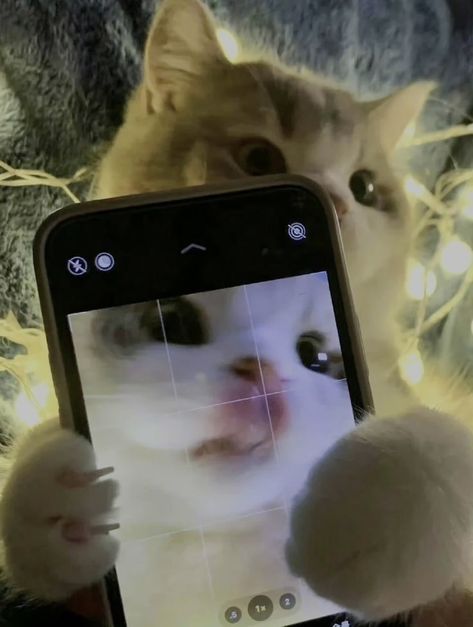 @mydarlingphh A Cat, Screen