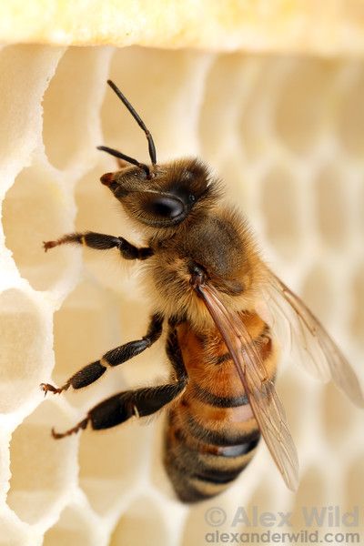 Raising Bees, Worker Bee, Bees And Honey, Buzzy Bee, Bee Stuff, I Love Bees, Bees And Wasps, Bee Hives, Bee Keeper