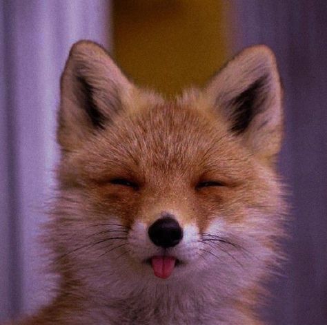 Fox Pictures, Pet Fox, Super Cute Animals, Pretty Animals, Cute Animals Images, Animal Pics, Silly Animals, Fluffy Animals, Cute Wild Animals