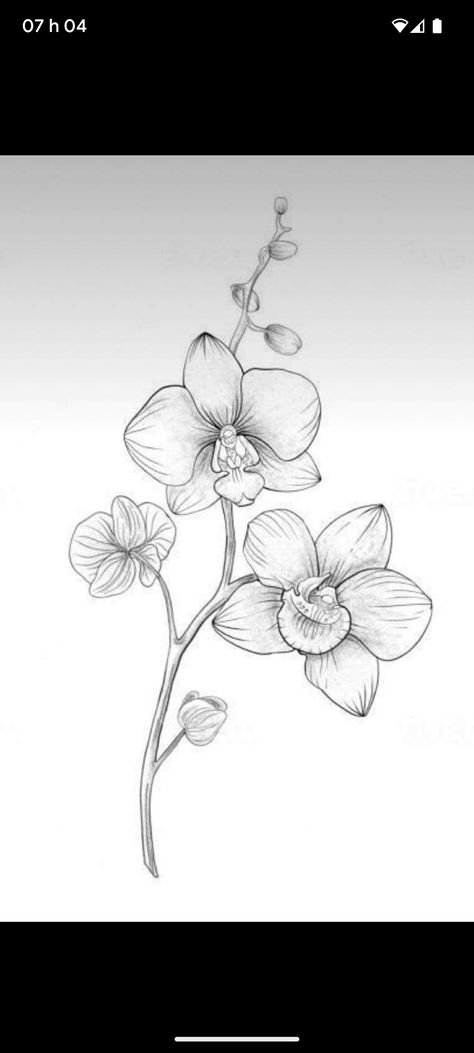 Orchid Tattoo Design, Orchid Flower Tattoos, Tattoo Design For Women, Orchid Drawing, Pencil Drawings Of Flowers, Photoshop Graphics, Orchid Tattoo, Flower Drawing Design, Sketch Tattoo Design