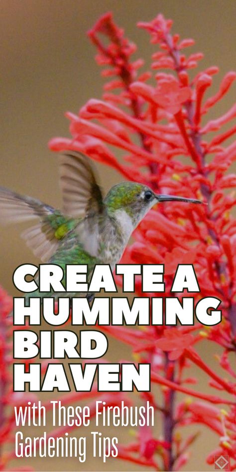 Hummingbird Species, Yard Crashers, Drought Tolerant Shrubs, Colorful Shrubs, Southern Garden, Rooting Hormone, Zone 9, Plant Images, How To Attract Hummingbirds