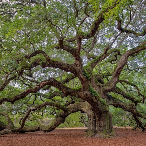 Angel Oak Tree, Angel Oak Trees, Oak Tree Tattoo, Weird Trees, Angel Oak, Live Oak Trees, Angel Tree, Old Tree, Live Oak