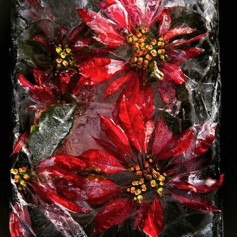 Flowers In Ice, South African Flowers, Frozen Flowers, Ice Flowers, Ice Photography, Danny Green, Ice Flower, Gcse Photography, Ice Art