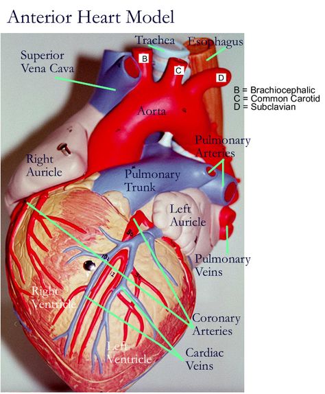 Heart Models Simple Anatomy, Anatomy Of The Heart, Anatomy Book, Nurse Tips, English Prepositions, Heart Simple, Anatomy Lessons, The Human Heart, Pharmacology Nursing