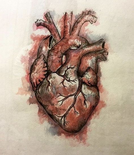 Human Heart Art, Human Heart Drawing, Anatomical Heart Art, Gcse Art Sketchbook, Heart Sketch, Human Anatomy Art, Heart Drawing, Art Tools Drawing, Watercolor Heart