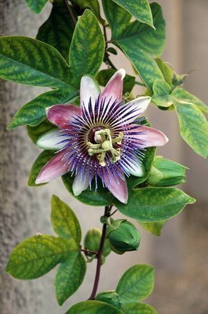 Passion Vine, Passion Flowers, Afrique Art, Wonderful Flowers, Unusual Flowers, Language Of Flowers, Passion Flower, Flowering Vines, Botanical Drawings