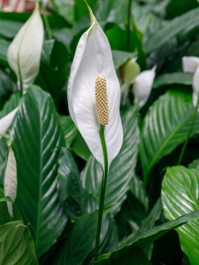 Tips & Information about Peace Lilies - Gardening Know How Growing Aloe Vera Plant, Peace Lily Indoor, Peace Lily Plant Care, Peace Lily Flower, Peace Lily Care, Growing Aloe Vera, Lily Plant Care, Peace Lillies, Lily Care