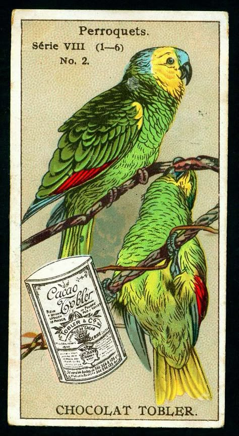 Budgie Art, Paradise Poster, Art Facts, Parrot Art, Vintage Bird Illustration, Green Parrot, Vintage Parrot, Parrots Art, Vintage Animals