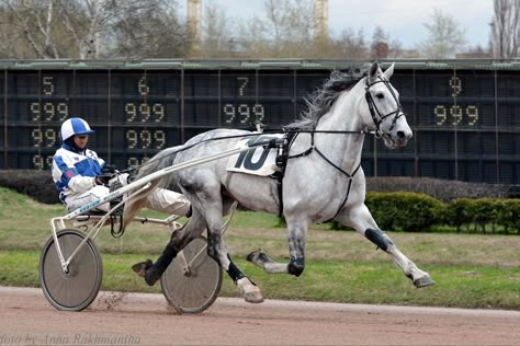 Standardbred Racing, Endurance Horse, Orlov Trotter, Driving Horses, Horses Videos, Standardbred Horse, Horse Cart, Horses Tack, Pony Breeds