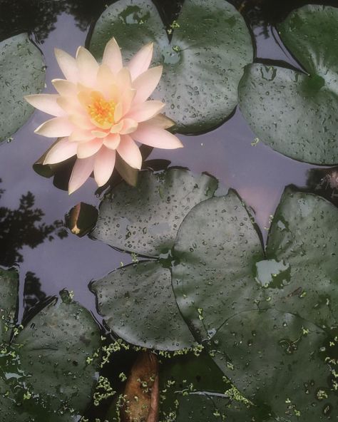 First lotus (or perhaps lotus-like? An expert on lotus botany I am not) flower of the holiday. Lotis Flower, Lotus Flower Aesthetic, Lotus Flower Buddhism, 4 Am, Lotus Aesthetic, Tiger Lily Flowers, Flower Of Love, Flowers Lotus, The Lotus Flower