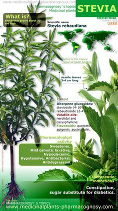 Stevia benefits. Infographic. Summary of the general characteristics of the Stevia plant. Medicinal properties, benefits and uses more common of Stevia rebaudiana.   Pharmacognosy - Medicinal plants - Herbs.  http://www.medicinalplants-pharmacognosy.com/herbs-medicinal-plants/stevia-benefits/health-properties-infographic/ Stevia Benefits, Stevia Plant, Natural Antibiotics, Medicinal Plants, Natural Medicine, In Spanish, Herbal Remedies, Health Problems, Stevia