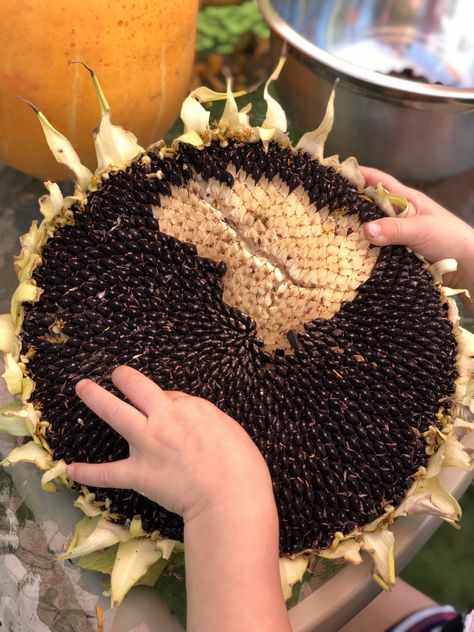 Herbs, Birds & the Bees! See how we harvested our mammoth sunflowers on a beautiful Autumn evening! What a way to celebrate our fall harvest. Less dependence, more abundance! #herbsbirdsbees #mammothsunflowers #mammothsunflower #mammothsunflowergardens #mammothsunflowerideas #mammothsunflowergardenideas #emergencypreparedness #mammothsunflowerharvest #harvestingmammothsunflowerseeds #sunflowers #gardening #harvest #family #selfreliance #homesteading #familytime Sunflower Planting Ideas Gardens, Edible Sunflowers, Harvesting Sunflower Seeds, Mammoth Sunflower, Sunflower Cottage, Saving Seeds, Growing Sunflowers, Sunflower Head, Sowing Seeds