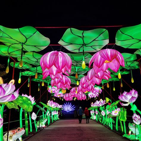 NBC Connecticut - The “Glow Wild” Lantern Festival is... Vietnamese Decor, Flower Lantern, Lantern Installation, Thai Lantern Festival, Workshop Cafe, Lotus Installation Art, Floating Lantern Festival Thailand, School Dance Ideas, Chinese Lantern Installation