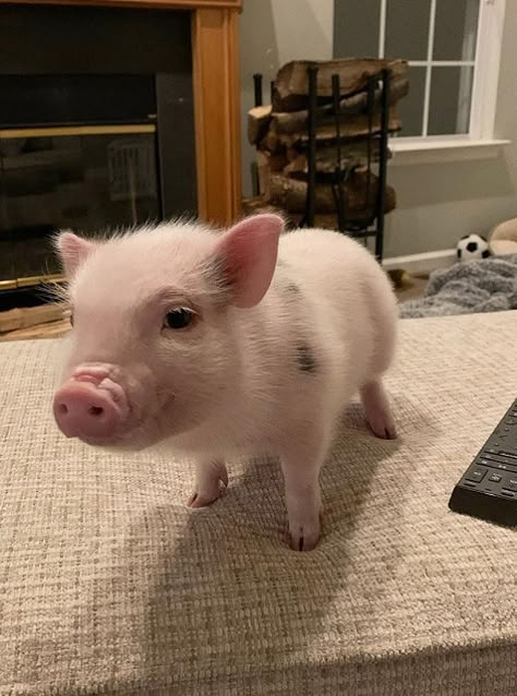 There are more and more pet pigs now. However, these kinds of pigs are basically the same, so the problems needing attention in raising are similar, then what kind of feeding methods will it have? feeding of pet pigs, the pleasure of raising pet pigs# lovely pet pigs# interesting pet pigs, #pet pigs that bring you joy #cute pigs #funny pigs# mini pig # adorable pet# Mammals## popular pet#unique pet# Pig Pets Mini, House Pigs Pets, Mini Potbelly Pigs, Teacup Pig, Unique Pets, Micro Pig, Pig Pet, Needing Attention