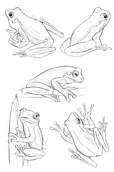 Frog sketches. Drawing References Animals, Basic Animal Drawings, Newt Drawing Animal, Intermediate Drawing Ideas, Frog Drawing Tattoo, How To Draw Frogs, Frog Drawing Realistic, Jungle Animal Drawings, Frog Drawing Reference