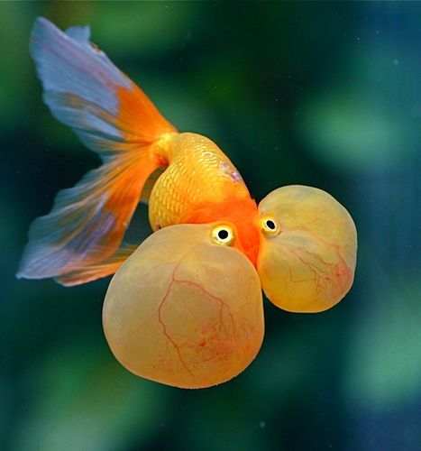 I take it back. I'm pretty sure this is a goldfish,...sorry. blow fish - yellow - sea - ocean. So "Down to the Sea NOT. Bubble Eye Goldfish, Bubble Fish, Fancy Goldfish, Water Creatures, Beautiful Sea Creatures, Cute Fish, Underwater Creatures, Underwater Life, Exotic Fish