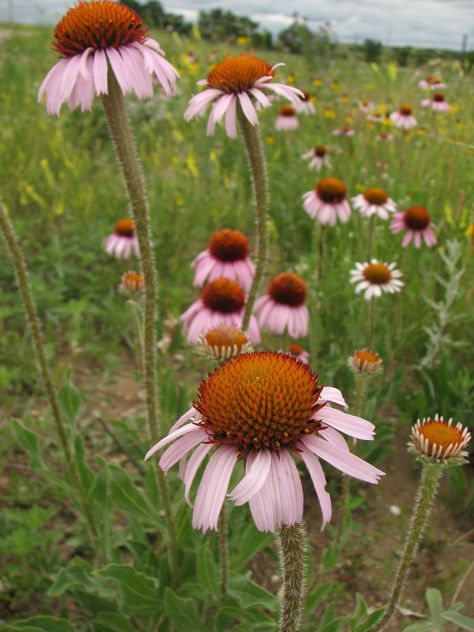 wildflowers south dakota | South Dakota Wildflowers Paint the Prairie Opened Door, Geo Metro, Rural Photography, South Dakota State, Spring Landscape, Arm Sleeve, Our House, South Dakota, Flower Drawing