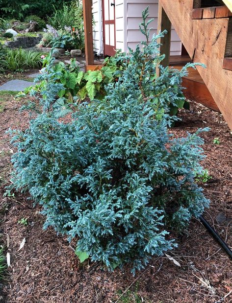 Baby Blue Sawara Cypress | A Tree Garden Blue Ice Cypress, Sawara Cypress, Tree Garden, Deck Stairs, Front Steps, Garden Nursery, Garden Journal, Blue Ice, Plant List