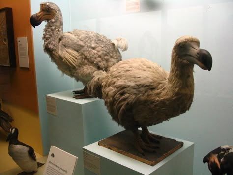 https://flic.kr/p/45EMzH | Dodos | I was amazed to see these stuffed dodo birds at the Natural History Museum in London.  I thought they died out long before taxidermy was invented. Nicobar Pigeon, London Victoria, Dodo Bird, Mass Extinction, Animal Conservation, Jerry Seinfeld, Flightless Bird, London Museums, Extinct Animals