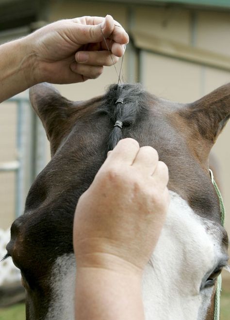 How to Band a Western Horse's Mane – Horse Illustrated How To Braid Horse Mane For Show, Horse Forelock Styles, Western Horse Hair Styles, Horse Mane Styles, Horse Hairstyles, Mane Braids, Horse Mane Braids, Horse Braids, Tail Ideas