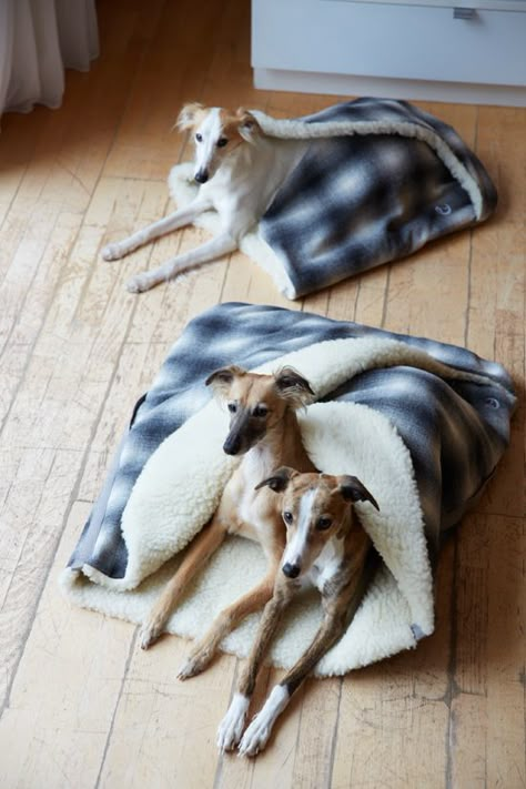 Dog Sleeping Bag, Stylish Dog Beds, Dog Contest, Dog Magazine, Dog Sleeping, Diy Dog Bed, Cool Dog Beds, Poodle Puppy, Italian Greyhound