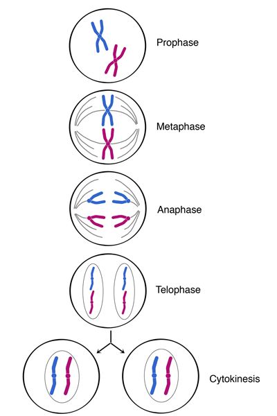 Mitosis & Meiosis | Note Mitosis Project, Mcat Biology, Human Physiology, Biology Classroom, High School Biology, Cell Cycle, Science Notebooks, Interactive Science, Animal Cell