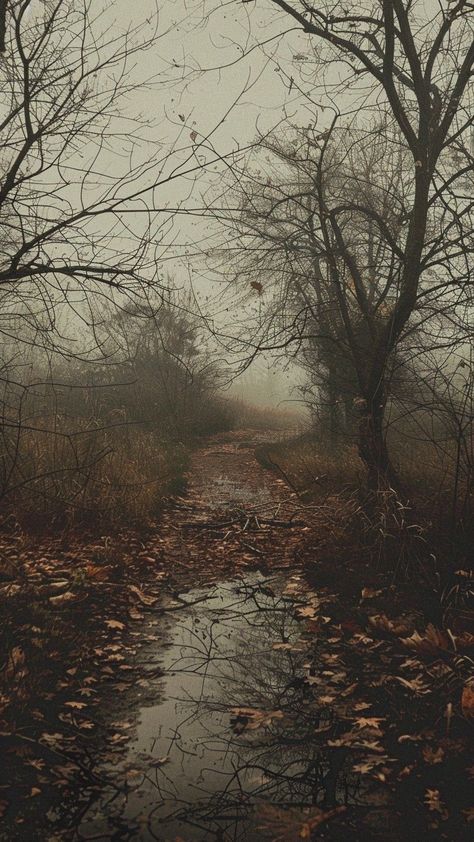 Foggy Nature Wallpaper, Autumn Fog Aesthetic, Moody Wallpaper Aesthetic, Fog Aesthetic Dark, Dark Autumn Aesthetic Wallpaper, Forest Dark Aesthetic, Autumn Tea Time, Halloween Scenery, Dark Autumn Aesthetic