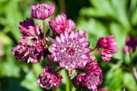 Astrantia major 'Abbey Road' (Great Masterwort) is a clump-forming perennial boasting exquisite clusters of tiny, deep reddish-purple flowers crowded together in a dome-shaped flowerhead, just like pins on a cushion. They are surrounded by an elegant ruff of red and cream papery bracts. The delicate blooms are borne on upright, deep purple stems, well above the rosette of deeply divided, coarsely-toothed dark green leaves. Plant Companions, Groundskeeper Willie, Driveway Landscape, Shade Garden Ideas, Net Storage, Start Gardening, Astrantia Major, Ornamental Garden, Garden Shade