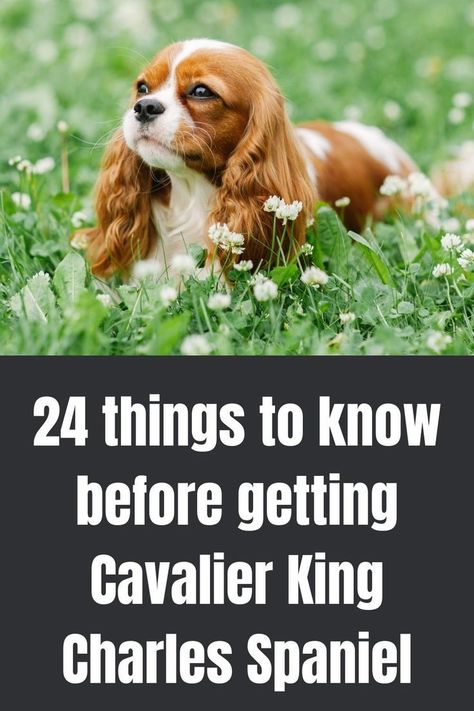 Cavalier King Charles Spaniel Blenheim, Breeding Dogs, King Charles Spaniel Puppy, Charles Spaniel Puppy, What To Think About, Cavalier King Spaniel, Cavalier Dog, King Spaniel, Mitral Valve