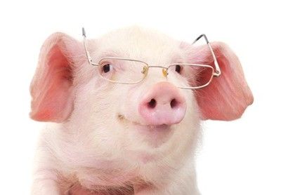 A Brief Intro to Apache Hive and Pig #hadoop Pig With Glasses, Pig Snout, Gato Cat, Pull Cart, Cute Pig, Baby Pigs, This Little Piggy, Business Card Branding, Learn To Dance