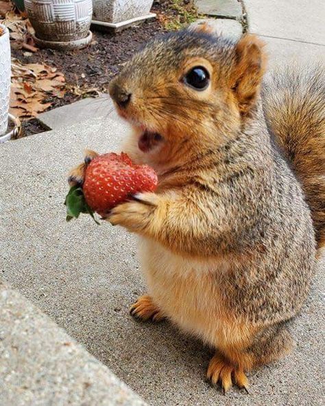 Eating Strawberry, Squirrel Eating, Squirrel Pictures, Regnul Animal, Squirrel Funny, Cute Squirrel, A Squirrel, Pretty Animals, Strawberry Fields