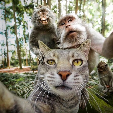 Animal Selfies, Selfie Cat, Cat Selfie, Selfie Time, Funny Animal, A Cat, Cute Cats, Funny Animals, Selfies