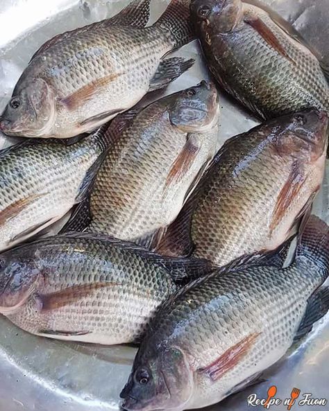 Tilapia Fish Farming, Fresh Fish Photography, Seafood Photography, Calamansi Juice, Recipe With Lemon, Tilapia Recipe, Bengali Cuisine, Tilapia Fish, Ikan Air Tawar