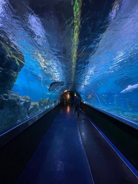 Romanticising College, Gay Date Ideas, Aquarium Tunnel, Long Beach Aquarium, Aquarium Aesthetic, Clear Aesthetic, Stills Photography, Water Life, Summer Plans