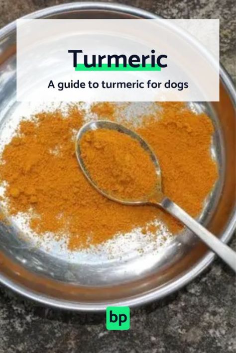 Learn how this anti-inflammatory spice can help boost your dog’s immune system and metabolism, doubling as a dog supplement. Tumeric For Dogs, Turmeric For Dogs, Pup Treats, Dog Probiotics, Inflammation Foods, Turmeric Spice, Anti Inflammation Recipes, Immune Boosting Foods, Inflammation Diet