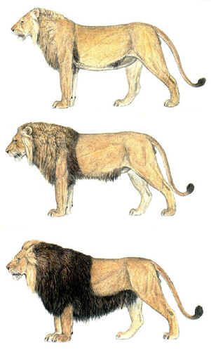 barbary lion Egyptian Lion, Lion Anatomy, Barbary Lion, Pig Breeds, Panthera Leo, Lion Poster, Lion Wall Art, Male Lion, Big Cats Art