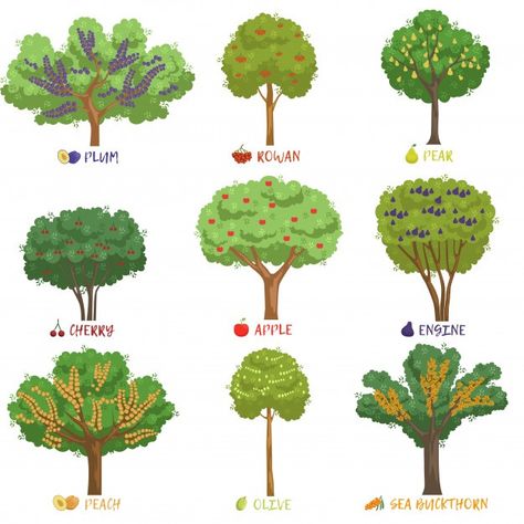 Different fruit trees sorts with names s... | Premium Vector #Freepik #vector #food #tree #summer #leaf Forest Drawing Ideas, Fruit Tree Illustration, Fruit Photography Ideas, Flat Tree, Fruit Bearing Trees, Indian Garden, Fruit List, Tree Identification, Psalm 1