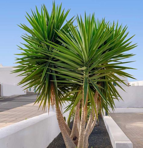 Adding vertical structure to the garden, Yucca aloifolia (Spanish Bayonet) is a very ornamental, broadleaf evergreen shrub, simple or densely branched, boasting terminal rosettes of sword-shaped, dagger-like, deep green leaves. Thick and stiff, the evergreen leaves, 2 ft. long (60 cm), feature small, sharp serrations on the margin and a very sharp tip. They are topped in spring or summer with erect clusters, up to 2 ft. long (60 cm), of large nodding bell-shaped creamy white flowers, sometimes Yucca Gloriosa, Delosperma Cooperi, Yucca Tree, Yucca Rostrata, Broadleaf Evergreen, Yucca Plant, Fragrant Garden, Planting Shrubs, Coastal Gardens