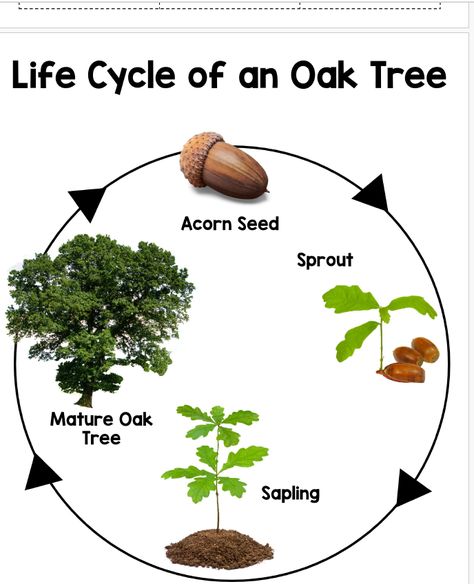 Oak Tree Life Cycle Preschool, Life Cycle Of Tree Preschool, Preschool Life Cycle Activities, Life Cycle Of A Tree, Life Cycles Preschool, Toddler Activities At Home, Tree Life Cycle, Baby Busy Book, Environmental Posters