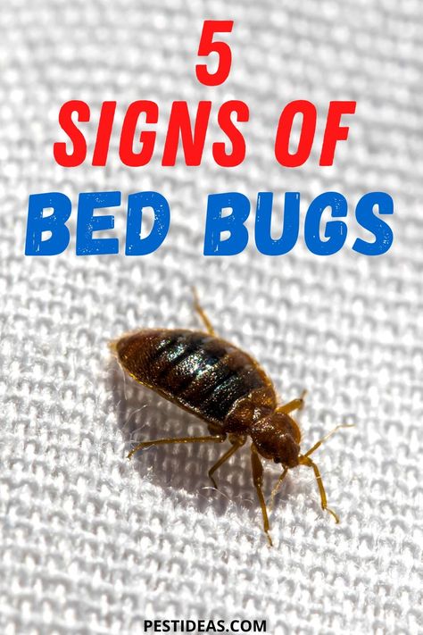 Think that you might have bed bugs? Here are 5 signs that you should look out for-  Are bed bugs in your mattress- What do they look like? #bedbugs #pestcontrol Bed Bug Remedies, Household Bugs, Signs Of Bed Bugs, Bug Spray Recipe, Bad Bugs, Rid Of Bed Bugs, Bed Bug Bites, Natural Mosquito Repellant, Anti Itch Cream