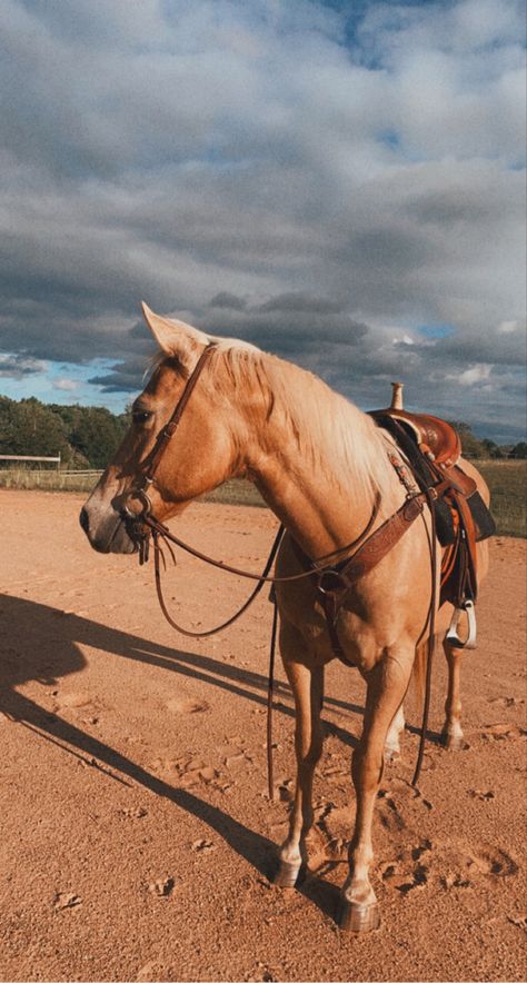 Horses Palomino, Barrel Horses, Palomino Horses, Western Horses, Palomino Horse, Horse Western, Rodeo Horses, Barrel Horse, Rodeo Life