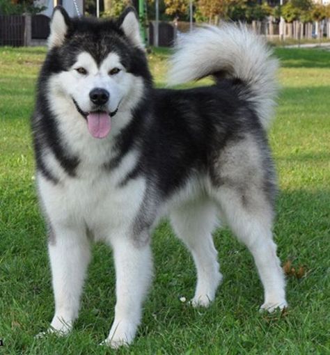 Alaska Dog, Malamute Husky, Malamute Puppies, Malamute Dog, Alaskan Husky, Most Beautiful Dogs, Vet Assistant, Husky Puppies, Cute Husky