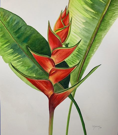 Meudy Armada on Instagram: “Heliconia in red! 12 in x 16 in @watercolor_room . . . #amazon #flowerslovers #heliconia #acuarelaespaña #watercolorist #aquarelle…” Tropical Flowers Watercolor, Tropical Plants Painting Acrylic, Heliconia Painting, Tropical Plants Watercolor Painting, Heliconia Kawauchi, Heliconia Plant, Heliconia Flower, Plant Sketches, Ginger Plant