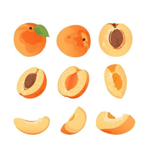 Apricot hand drawn set. Flat vector illustration Apricot Drawing, Apricot Illustration, Peaches Illustration, Cheese Poster, Apricot Slice, Food Paper, Peach Illustration, Apricot Fruit, Inktober 2024