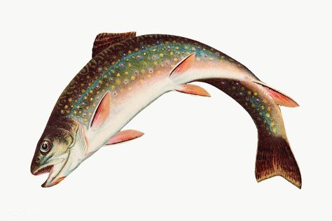 Vintage Rainbow Trout chromolithograph | premium image by rawpixel.com / Aom Woraluck Trout Illustration, Trout Painting, Trout Art, Trout Fish, Fish Clipart, Vintage Clipart, Free Illustration Images, Carpe Koi, Brook Trout